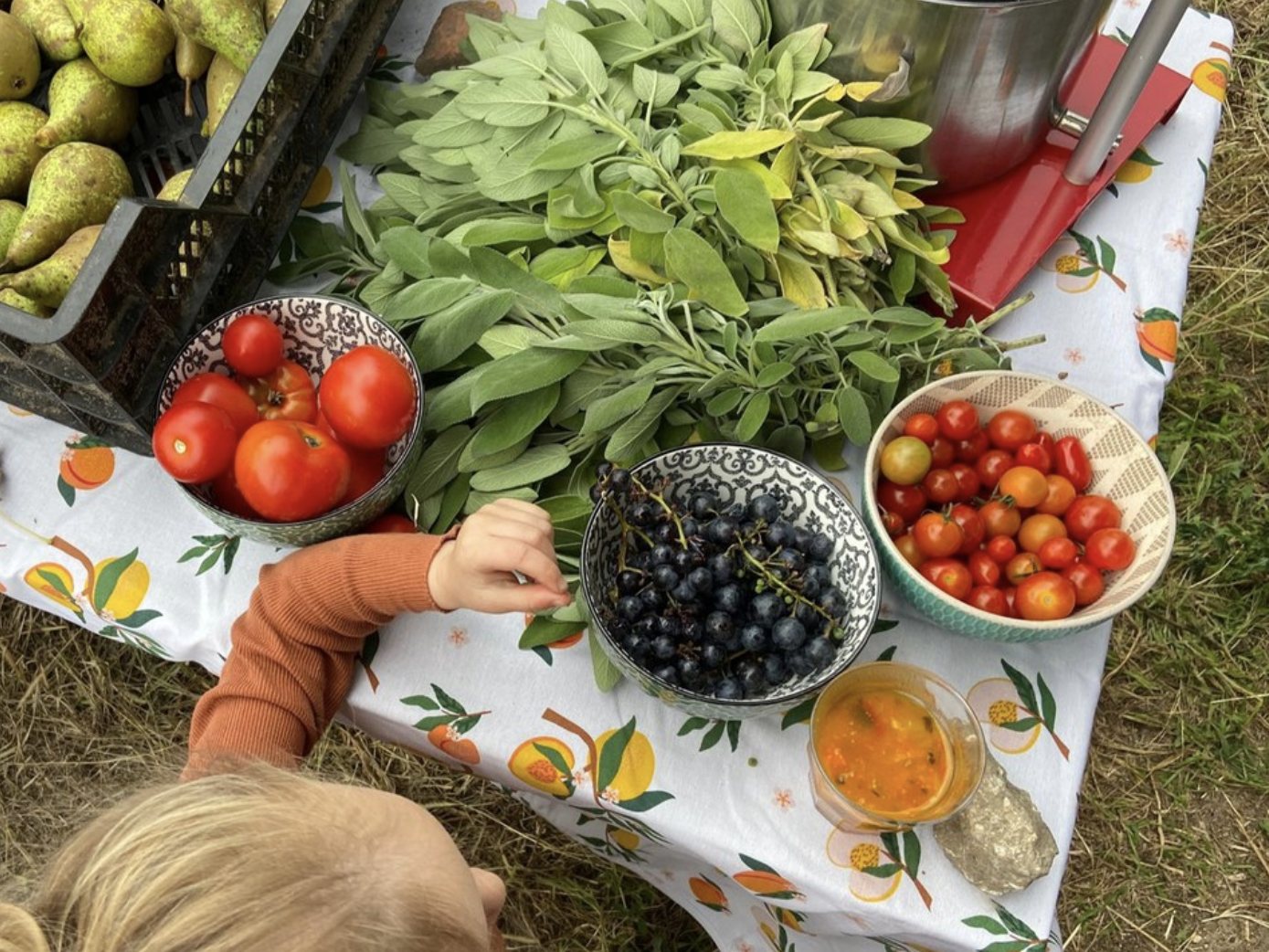 Een kind pakt druiven van een tafel vol peren, salie, tomaten en druiven.