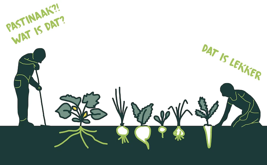 Twee mensen werken in een moestuin met groenten als pastinaak en bieten.